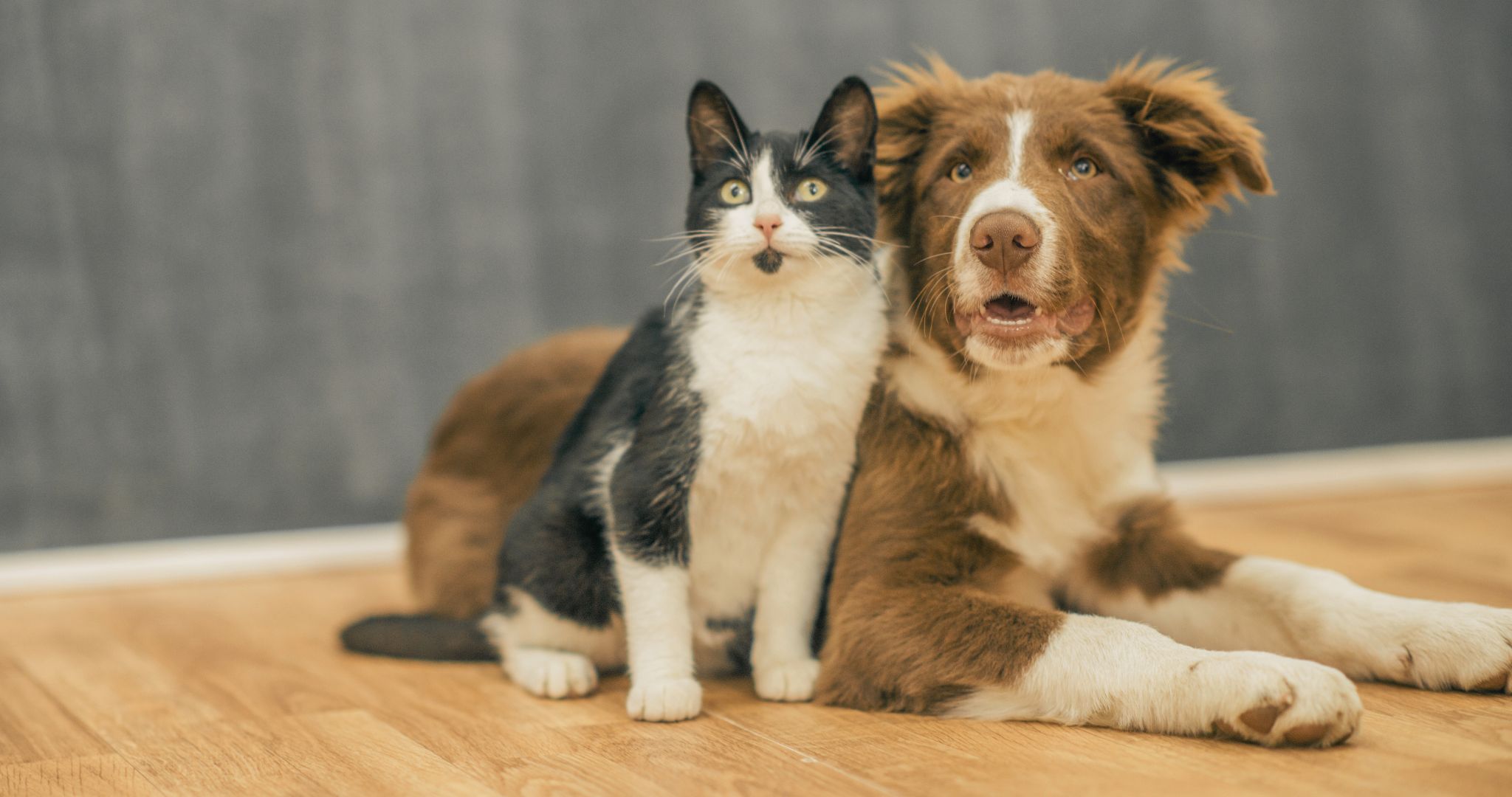 UnipolSai - Assicurazione Cane & Gatto